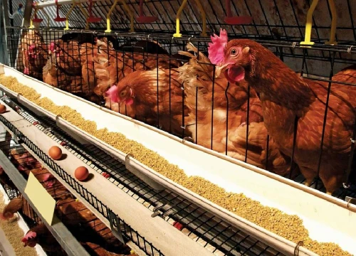 chicken